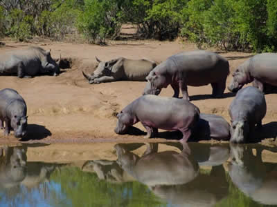 Mkhaya Game Reserve Swaziland
